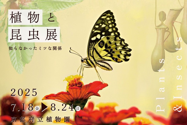 企画展「植物と昆虫展」