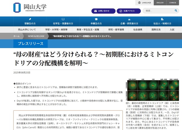 岡山大学「初期胚におけるミトコンドリアの分配機構を解明」