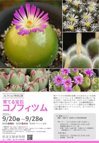 コレクション特別公開「育てる宝石・コノフィツム」