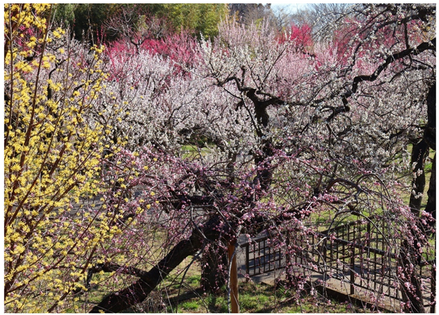 うめ園（2025年撮影）