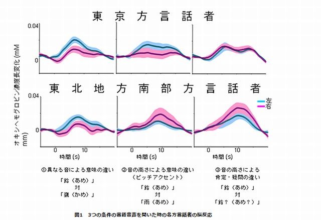 3つの条件の言語音声を聞いたときの各方言話者の脳反応