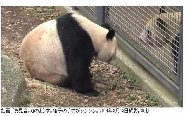 上野動物園のパンダ 3 19より展示再開 リセマム