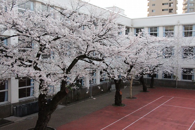麻布学園、中庭の桜