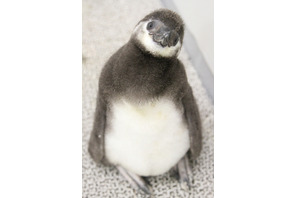 名前は「たいこ」、すみだ水族館の赤ちゃんペンギン15,000通応募から 画像