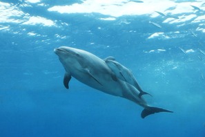 八景島シーパラダイスでイルカの赤ちゃん誕生、遊泳動画も公開 画像