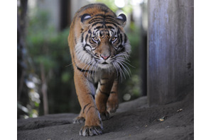 インドネシアの動物を学ぶモーニングZOO…上野動物園9/27 画像
