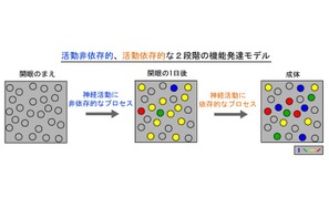 脳の発達を左右するのは育ちより遺伝？京大と九大が解明 画像