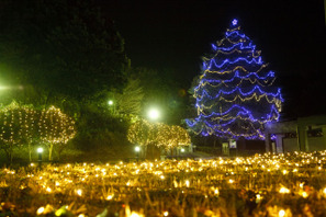 キャンパスにクリスマスの灯り…2015年大学イルミネーション情報 画像