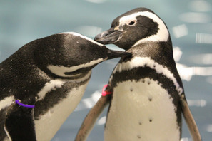ペンギンも恋する季節、すみだ水族館でバレンタインイベント1/30-3/14 画像