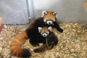 日本平動物園、レッサーパンダの赤ちゃんの名前を募集 画像