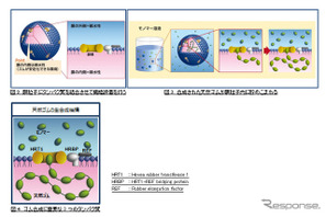 住友ゴム×東北大学、天然ゴム生合成のナゾを解き明かす 画像