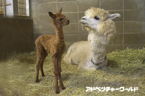 ふわふわのアルパカの赤ちゃん誕生、公開は12/16から…和歌山 画像