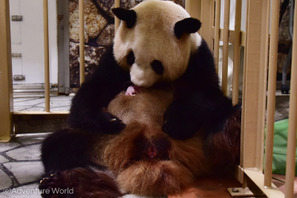 わずか75g、ジャイアントパンダの赤ちゃん誕生…和歌山 画像