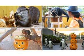 ケープペンギンのパレードなど…シーパラのハロウィン9/8-10/31 画像