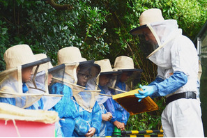 みつばちの巣箱を間近で観察できる養蜂体験…小学生募集 画像