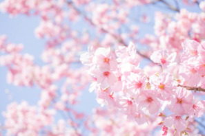 【中止】【中学受験2021】相模大野・町田地区私立合同説明会5/28…桜美林など18校 画像