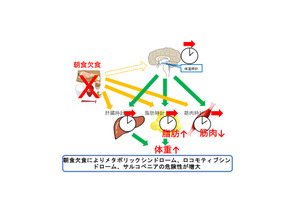 名古屋大「朝食食べない」は体重増、筋肉量低下を解明 画像