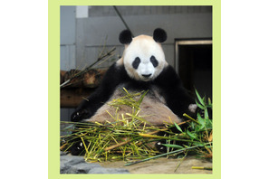 上野動物園で7/5パンダの赤ちゃん誕生…映像と鳴き声をネット公開 画像