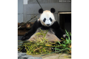 石原都知事、パンダの赤ちゃん誕生には「全然興味ない」 画像