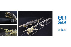 鴨川シーワールド、深海ザメの標本観察11-3月まで 画像