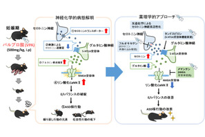 自閉スペクトラム症の新たな病態メカニズムを解明、藤田医科大らの研究 画像