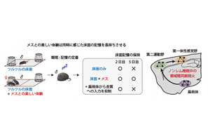 楽しい体験は睡眠中に脳の協調性を高める…理研ら研究 画像