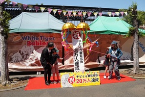 ホワイトタイガー赤ちゃん、観覧者20万人達成…東武動物公園 画像