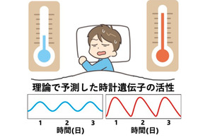 京大・理研、体内時計の新たな仕組みを解明 画像