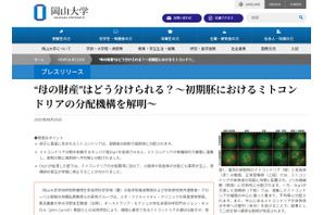 岡山大、ミトコンドリアの分配機構を解明…体外受精の安全性向上へ 画像