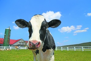 茨城・埼玉県民デー「マザー牧場、子供入場無料など」11/8-16 画像