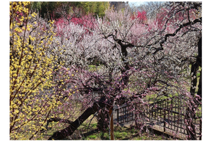 東京都「神代植物公園」梅・椿・桜 開花にあわせた催し、2/10から 画像