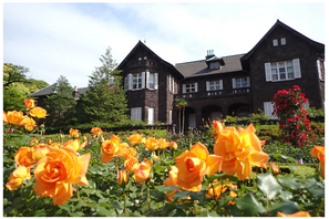 100種200株のバラ咲く「旧古河庭園」春のフェス4/29開幕 画像