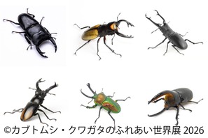 【夏休み2026】「カブトムシ・クワガタのふれあい世界展」浅草橋8/1-16 画像