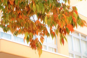 【中学受験】来月行ける中高一貫「学校見学」11月…桜蔭、豊島岡など女子10校 画像
