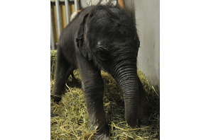 東山動物植園初、アジアゾウの赤ちゃんが1/29誕生 画像