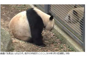 上野動物園のパンダ、3/19より展示再開 画像