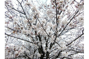 平年より1日早く東京と横浜で桜開花 画像