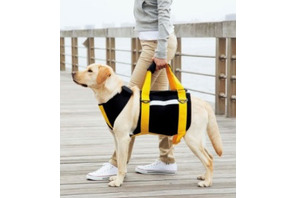 学生服のトンボがペット市場に参入、愛犬介護ブランド「with」設立 画像