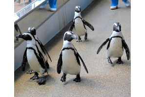 ペンギンはスーパー体育会系…ペタペタ歩きに隠された秘密 画像