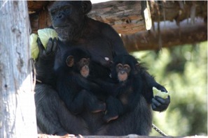 子育ての進化、双子のチンパンジーを母親以外が世話…京大研究グループ 画像