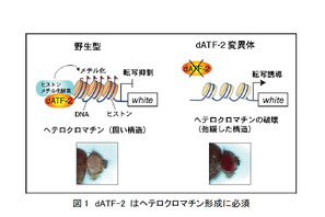 理研、親のストレスはDNA配列の変化を伴わずに子どもに遺伝 画像