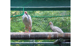 今年生まれたトキ（右）と父親　(c) 公益財団法人東京動物園協会