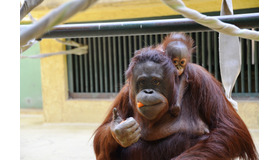 札幌市円山動物園