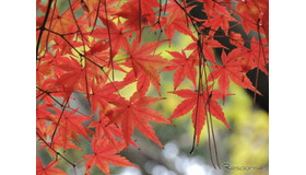 もみじ（イメージ）