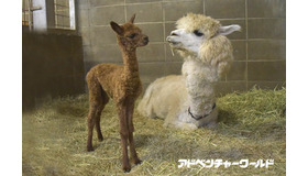 ふわふわのアルパカの赤ちゃん誕生 公開は12 16から 和歌山 リセマム