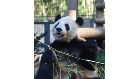 リーリー（オス）　画像：公益財団法人 東京動物園協会 提供