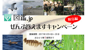 図鑑.jp「ぜんぶ答えますキャンペーン野鳥編」