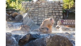 伊豆シャボテン動物公園　元祖カピバラの露天風呂