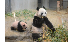 3号室内の親子（2017年11月19日）　（公財）東京動物園協会提供