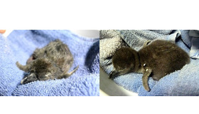 孵化直後のケープペンギンの赤ちゃん（画像左）2017年11月29日に誕生（画像右）12月1日に誕生